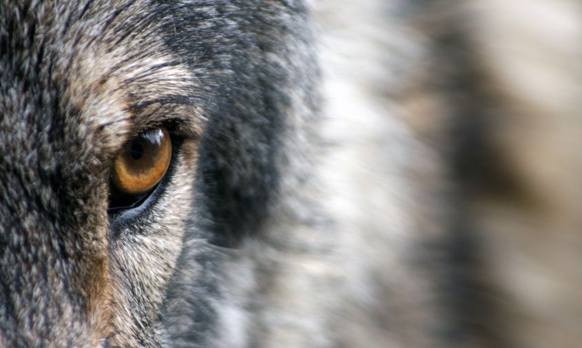 волков слишком много: амурским охотникам продолжат платить за добычу серых хищников
