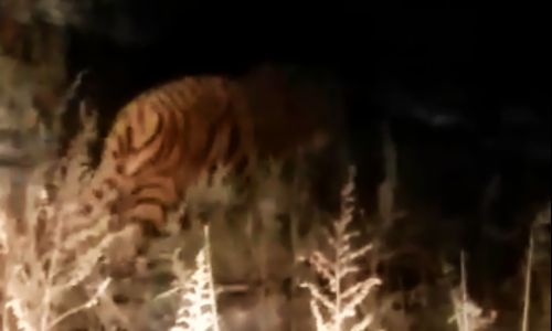«было неожиданно и немного страшно»: амурчанин рассказал о встрече с тигром
