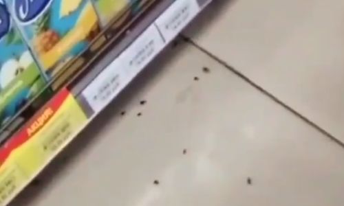 райчихинский супермаркет оккупировали тараканы

