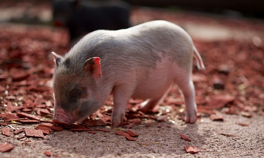 сразу две вспышки африканской чумы свиней зафиксированы в амурской области
