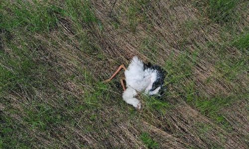 от сильных ветров пострадали аистиные гнезда в белогорском районе