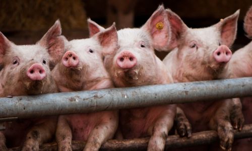 африканская чума свиней добралась до мазановского района
