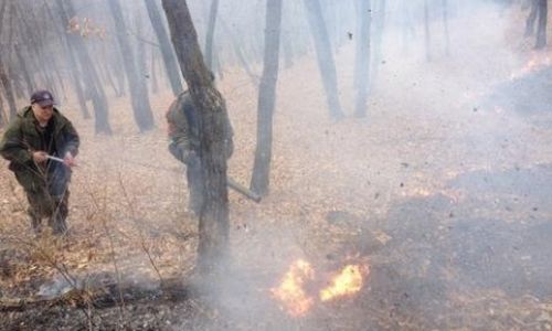 в приамурье для безопасности сел обновили около 600 километров противопожарных полос 
