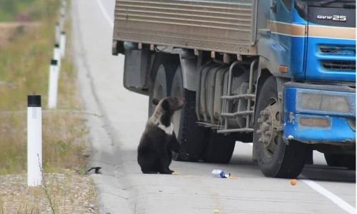 в тындинском районе сбили медвежонка, которого подкармливали водители
