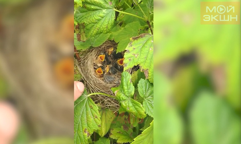 новая жизнь в кустах смородины: благовещенка заметила на даче гнездо с птенцами 