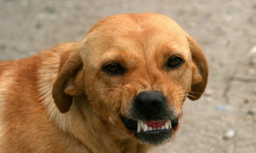 амурское следственное управление заявило о несовершенстве «собачьего» закона 