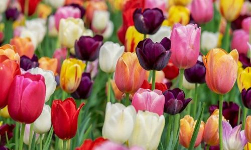 в этом году к 8 марта амурчанкам доставили в пять раз больше импортных цветов, чем в прошлом
