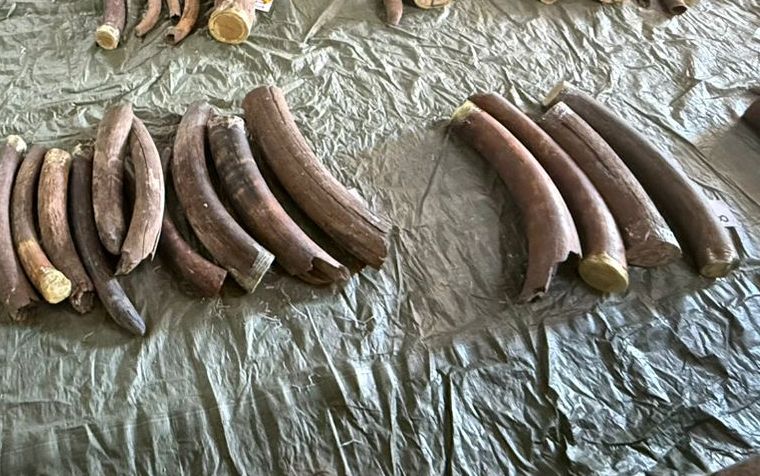Иностранцы пытались вывезти из Приамурья в Китай тонну бивней мамонтов