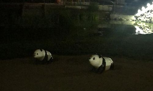 пропала панда: благовещенцы испугались за «осиротевших» медвежат в парке дружбы

