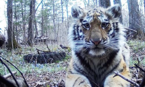 тигрица санда спокойно вышла из клетки и отправилась в амурскую тайгу
