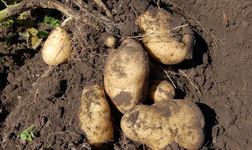 в приамурье взвинтили цены на картофель в полтора раза: что еще подорожало в регионе в июле, выяснил амурстат
