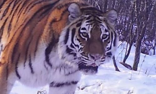 в соцсетях амурчан вновь «ходят» фейки про тигров