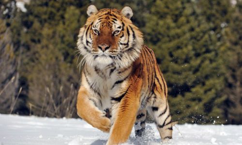 зоозащитница сорвала операцию по отлову тигра, нападающего на собак в приморье
