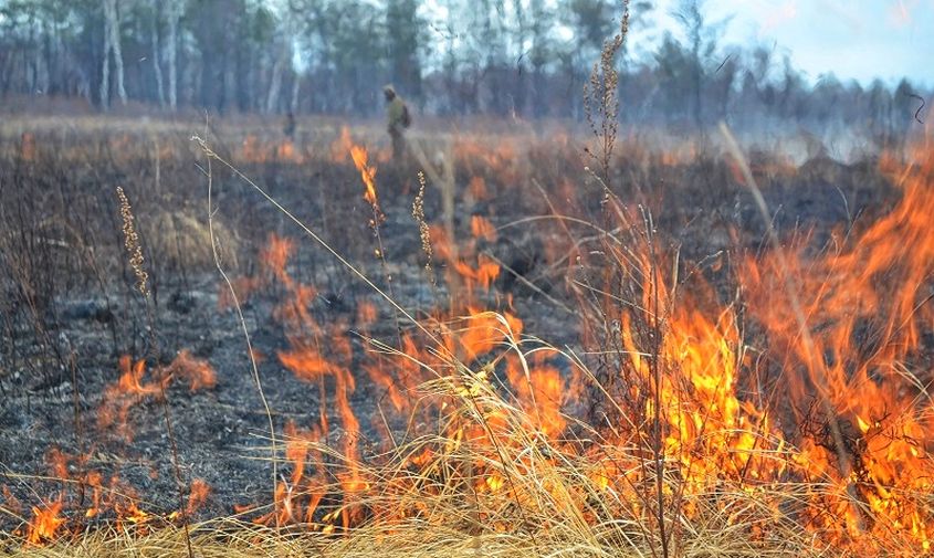 количество природных пожаров в приамурье с прошлого года сократилось в два раза
