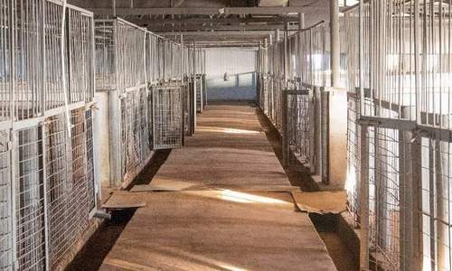 межмуниципальный приют для бродячих животных в приамурье планируется открыть уже в феврале
