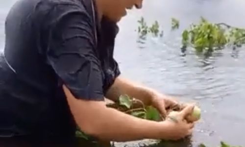 амурчане копают картошку под водой
