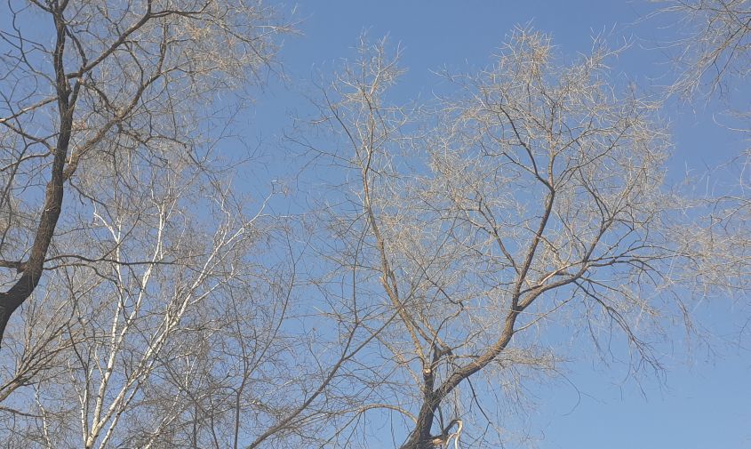 Погода 14 дней амурский