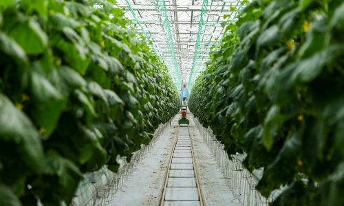 комплекс «тепличный» планирует увеличить производство овощей в два раза