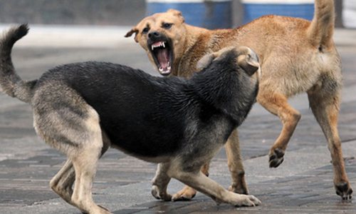 амурские депутаты намерены поддержать инициативу о наказании за свободный выгул собак
