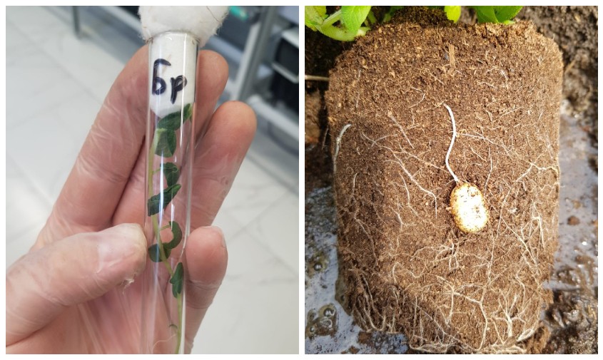клонированный картофель с иммунитетом от вирусов выращивают в детском технопарке приамурья
