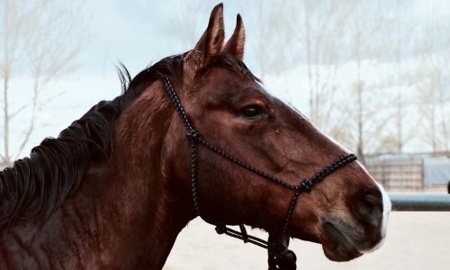 читатель асн24: за неделю до праздников лошадь спровоцировала еще одно дтп на белогорской трассе, пострадавший в коме 