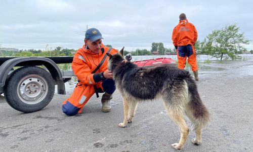 спасатели мчс подбирают обессиливших собак в затопленном белогорске 