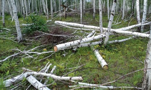 в лесничестве свободненского района обнаружили вырубку лиственниц и берез на 245 тысяч рублей