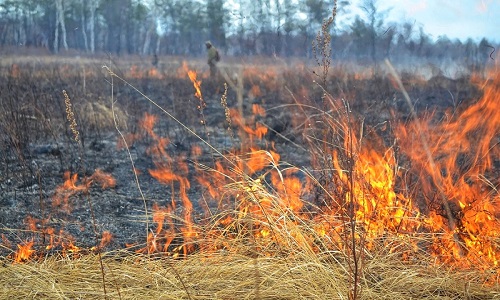 пожароопасный сезон в четырех районах приамурья вводится с 30 марта
