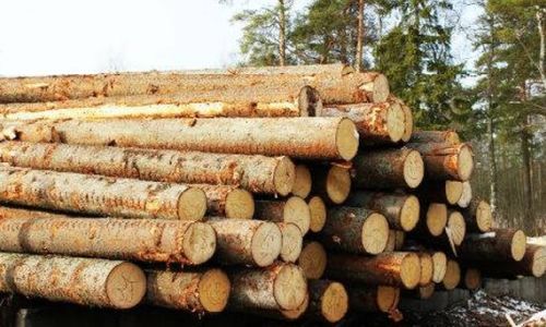 деревопереработке в приамурье помогут инвестициями из-за запрета на вывоз круглого леса
