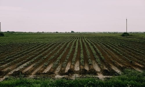 до 30 миллионов на «агропрогресс» могут получить амурские сельхозпроизводители
