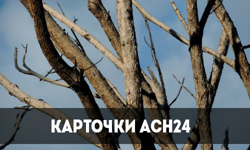 карточки асн24: как избавиться от сухих деревьев по закону