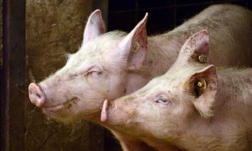 жители архаринского района получат компенсации за утраченных из-за вспышки ачс свиней
