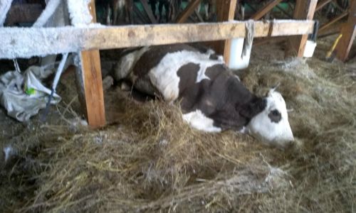 глава мазановского района опубликовал фотографии фермы, где голодают коровы