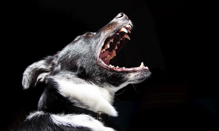в амурской области 33 владельца домашних животных нарушили правила борьбы с бешенством
