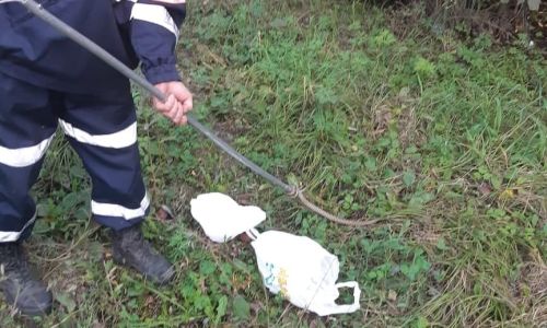 амурские спасатели поймали змею на благовещенской набережной 