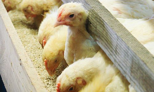 минсельхоз рф прокомментировал возможный рост цен на яйца и мясо птицы