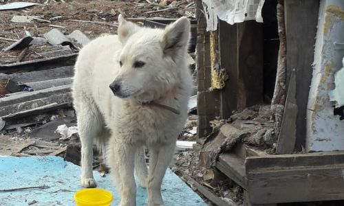 брошенный хозяевами пес полтора года живет в будке среди развалин
