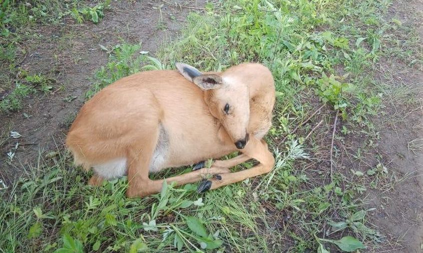 в зейском округе браконьеры застрелили косулю, у которой были детеныши