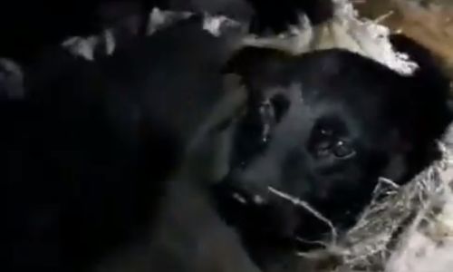 житель райчихинска заточил свою собаку с щенками в снежную могилу и устроил местным волонтерам квест
