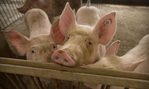 белогорские свиноводы получат около 10 миллионов рублей компенсации за изъятый скот
