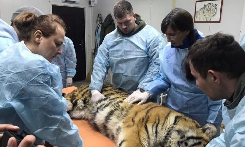центр «амурский тигр» объявил награду за информацию об убийстве тигрицы в хабаровском крае
