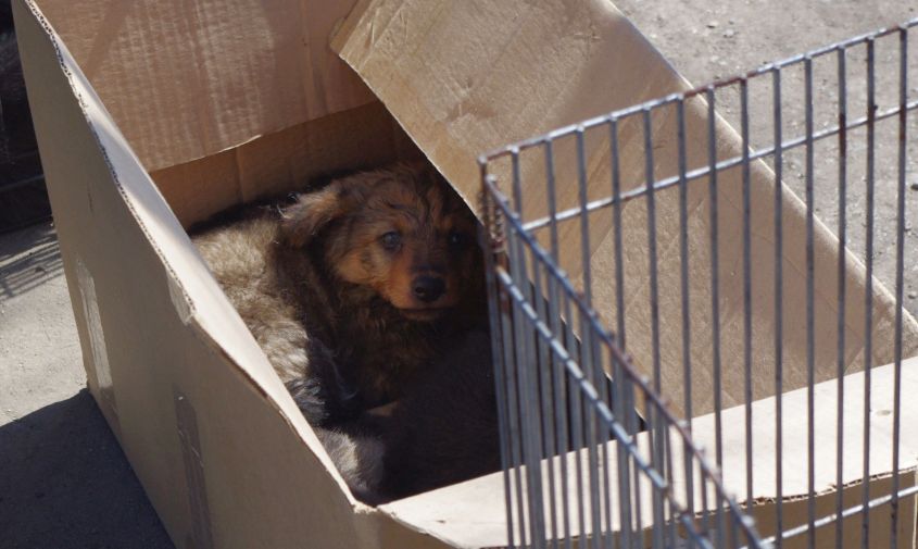 амурский депутат: муниципалитеты перевозят отловленных у себя собак в другие районы

