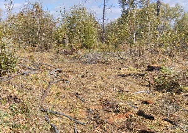 амурчан накажут за незаконно спиленные лиственницы
