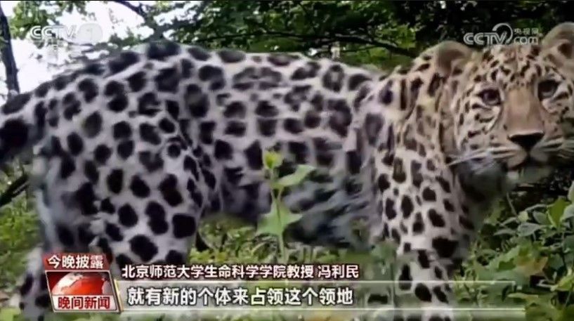 в национальном парке китая редкий тигр задавил и съел более редкого леопарда 
