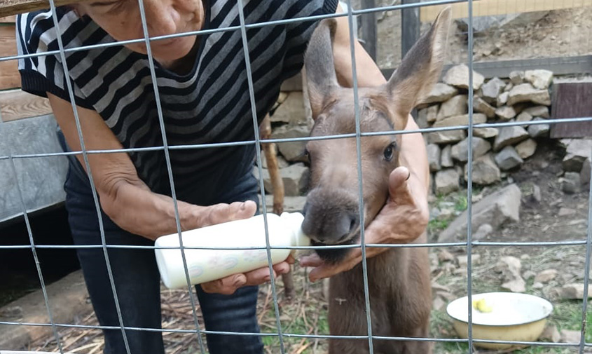 новорожденного лосенка в тынде помогают выкармливать четыре козы
