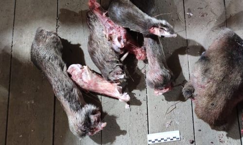 мазановские браконьеры застрелили лосиху с детенышем и спрятали кровавые улики у родственницы