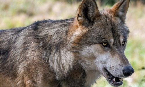 амурских лисиц и волков ждет «прививочная кампания» от бешенства
