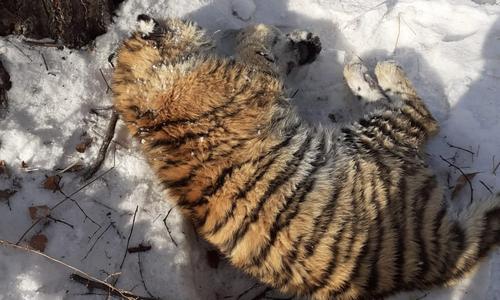 в приморском крае рейсовый автобус из хабаровска насмерть сбил тигренка