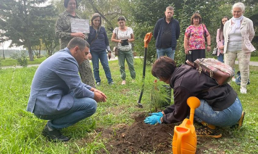 еще одно именное дерево: «арсеньевский» кедр посадили в сквере у площади ленина
