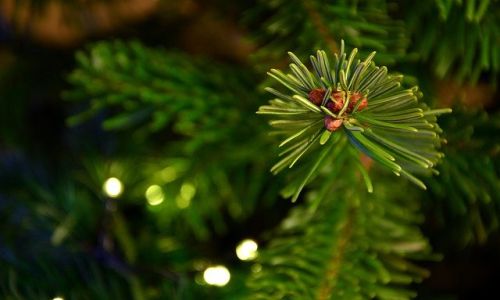 амурские елки и пихты из дании: какое новогоднее дерево можно купить в благовещенске кроме сосны 